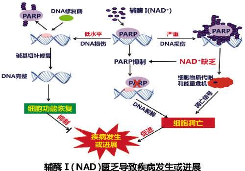 辅酶 I 开启细胞损伤修复新篇章