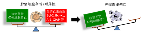 图 1：肿瘤细胞通过反凋零蛋白产生耐药性，对反凋零蛋白的抑制将改变平衡，消除肿瘤耐药性。