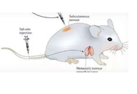 围观:临床前小鼠模型如何。