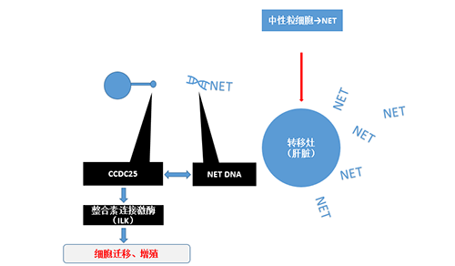 除了单纯的捕获，NET DNA与CCDC-25的结合还增强了癌细胞的侵袭行为，促进了癌症的肝转移。