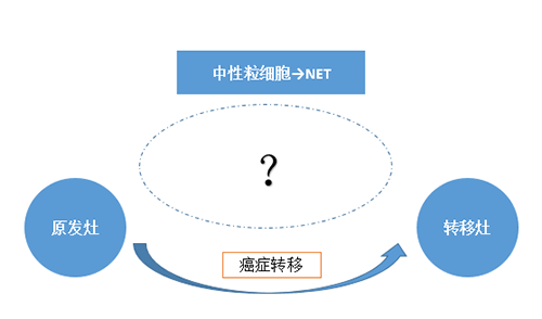 NET可能会通过某些方式“捕获”或“唤醒”癌细胞，从而造成癌细胞的迁移。