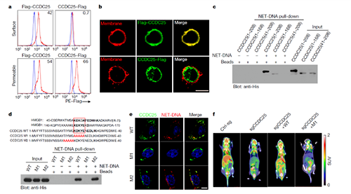 NET  DNA并非随机捕获癌细胞，而是与癌细胞的CCDC-25产生了特异性结合