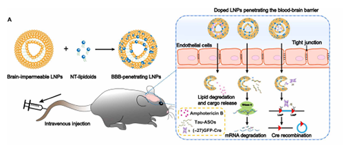 将神经递质与LNP掺杂，获得拥有穿透BBB能力的载体。