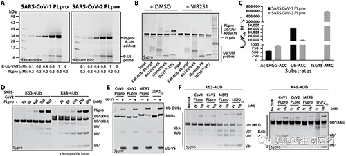 SARS-CoV-1 PLpro和SARS-CoV-2 PLpro对Ub和Ubl变体的处理