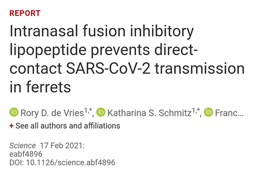 Science速递|鼻喷雾剂可阻止新冠肺炎传播，在雪貂实验中已初获成效