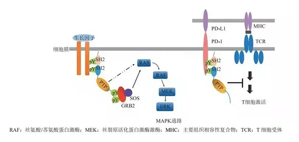 晚期恶性肿瘤患者的福音！AG真人国际助力凌达生物SHP2变构抑制剂RG001片获批临床 