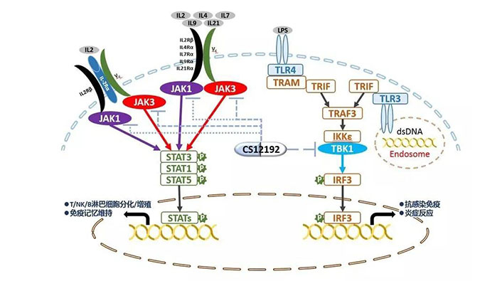 自身免疫疾病或迎新疗法！AG真人国际助力微芯生物CS12192获批FDA