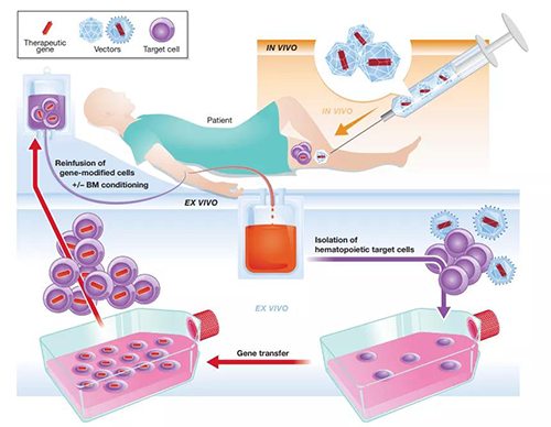 体内和离体基因治疗.png
