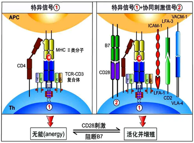 AG真人国际助力 | 国内CD19×CD3×CD28三特异性抗体获FDA默示许可