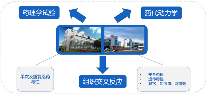 AG真人国际ADC药物研发服务内容.jpg