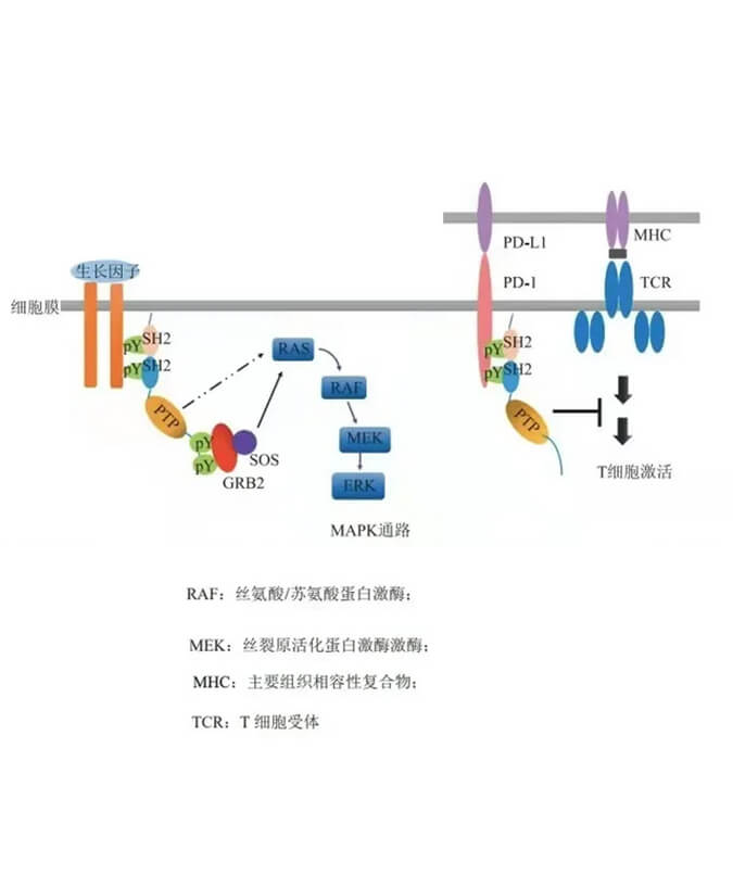 AG真人国际助力凌达生物SHP2变构抑制剂RG001片获批临床.jpg