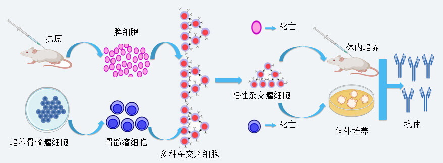 AG真人国际抗体开发技术