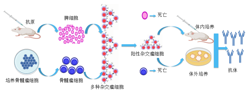 AG真人国际抗体开发平台.png