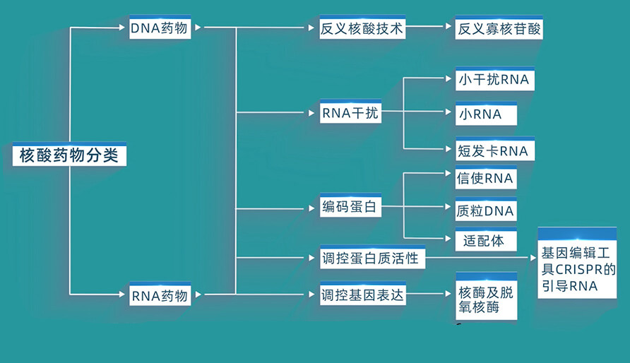 核酸药物的分类有哪些？