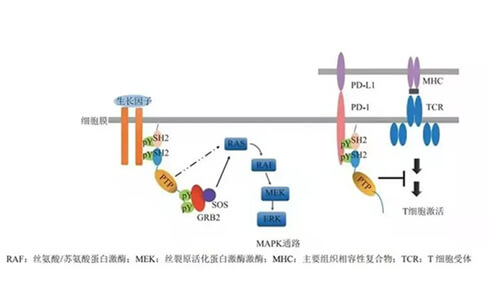 AG真人国际助力凌达生物SHP2变构抑制剂RG001片获批临床.jpg