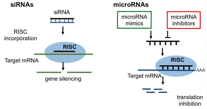 5-RNAi的作用机制.jpg