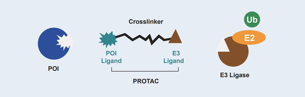 AG真人国际 PROTAC 药物发现技术服务平台