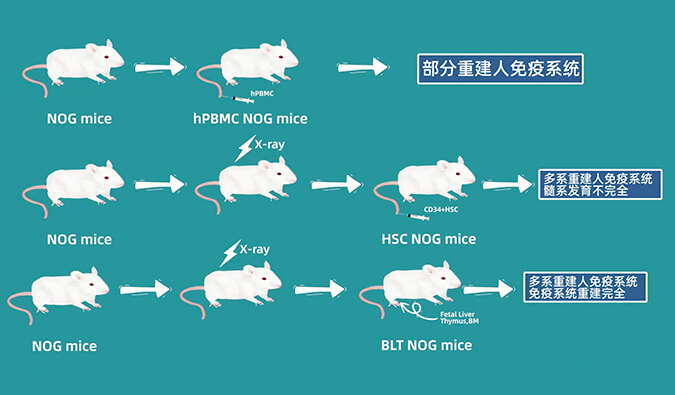 评价肿瘤药物的动物药效模型，你选对了吗.jpg