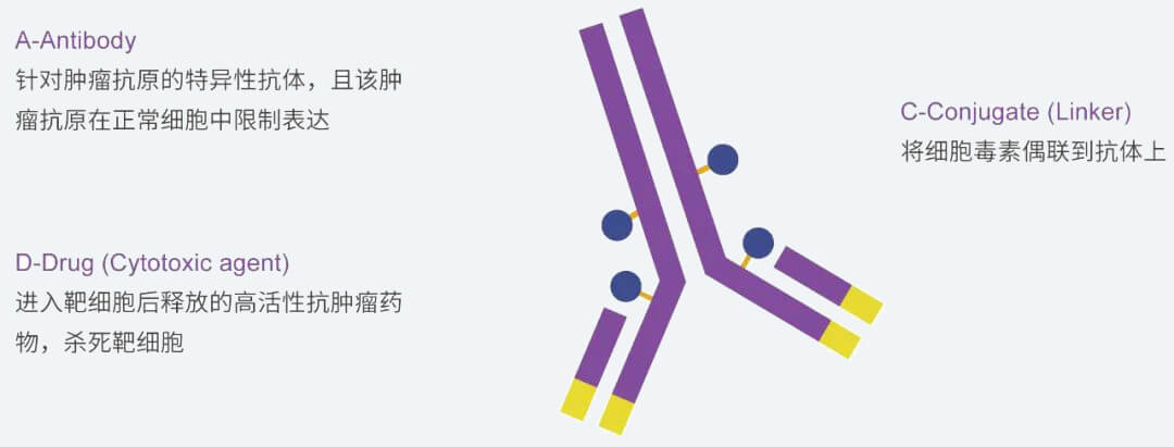 AG真人国际抗体药物偶联物（ADC）研发服务平台.jpg