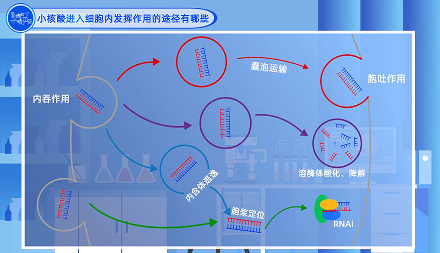 小核酸进入细胞内发挥作用的途径有哪些？