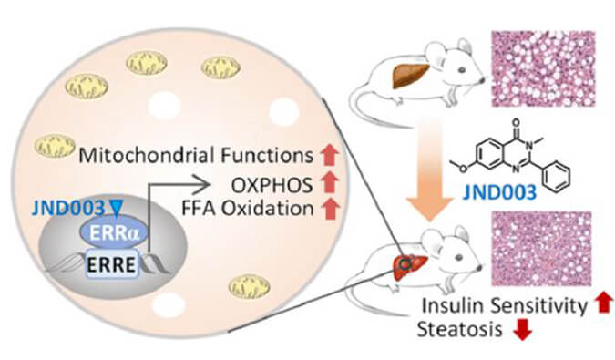 JND003是一种新型选择性ERRα激动剂，可缓解非酒精性脂肪肝和胰岛素抵抗，PK和组织分布测定通过AG真人国际进行