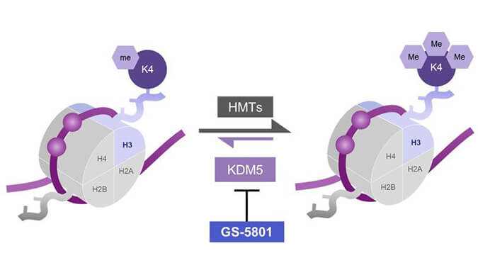GS-5801是一种有效的KDM5抑制剂，具有抗HBV活性，GS-5801通过AG真人国际合成