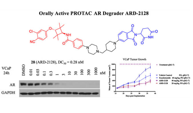 ARD-2128是一种PROTAC AR降解剂，具有出色的血浆和微粒体稳定性，体外稳定性和PK研究通过AG真人国际进行