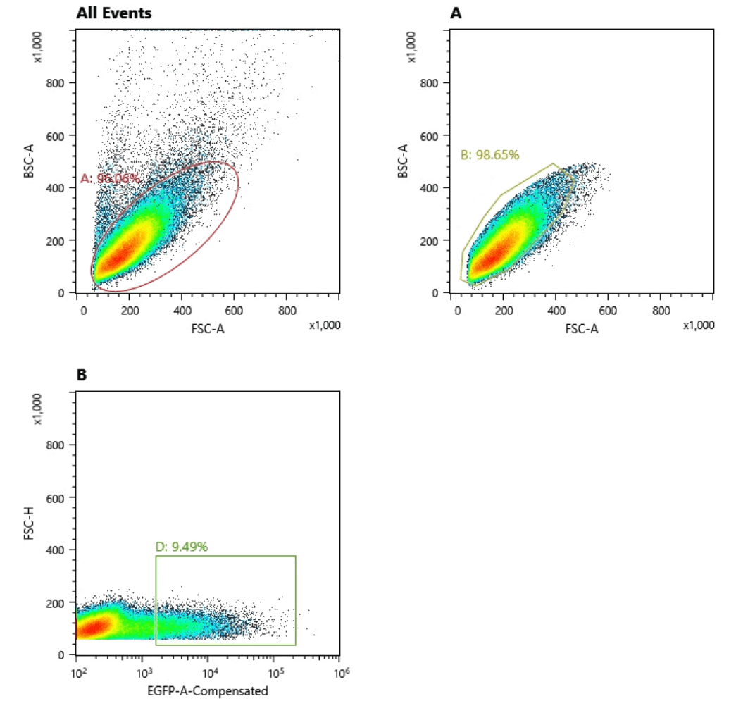 K562-GFP阳性分选.png