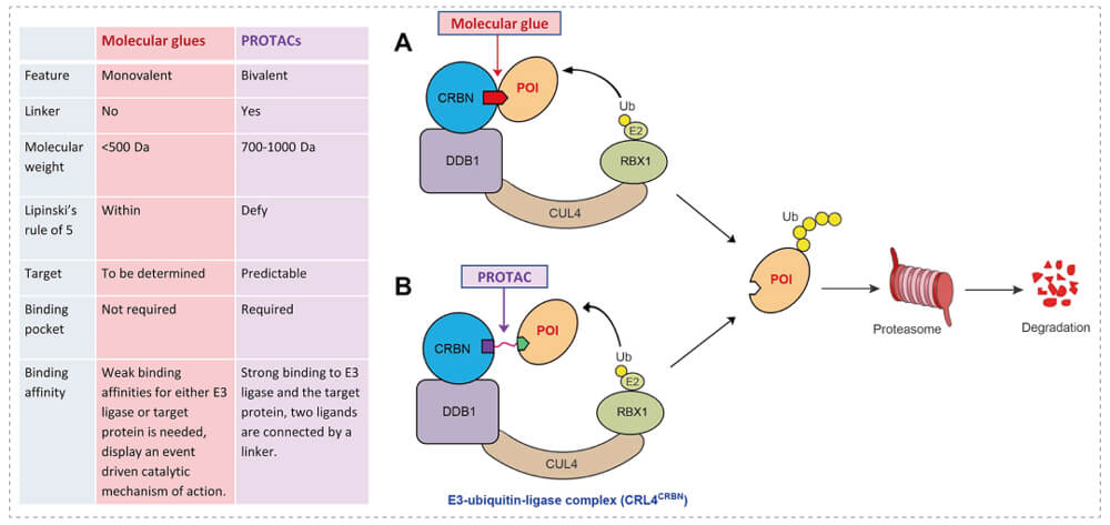 3-通过泛素-(Ub)-蛋白酶体系统降解目标蛋白-(POI)-示意图：分子胶(A)；PROTAC-(B).jpg