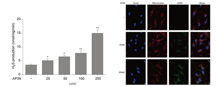 AP39是一种新合成的线粒体靶向的H2S供体，本研究中AP39通过AG真人国际设计和合成