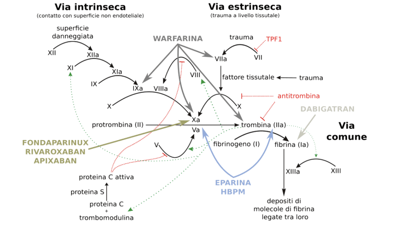 图2--常见抗凝靶点.png