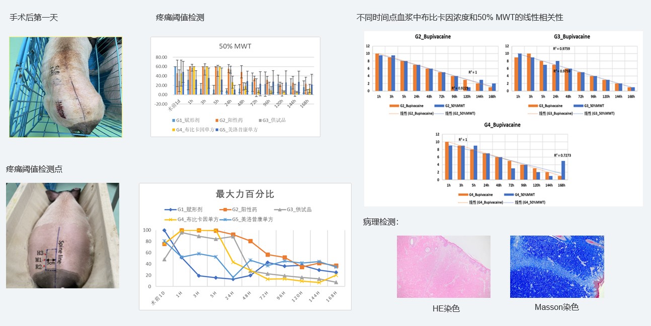 案例1：复方制剂对巴马小型猪术后急性疼痛模型的镇痛试验.jpg