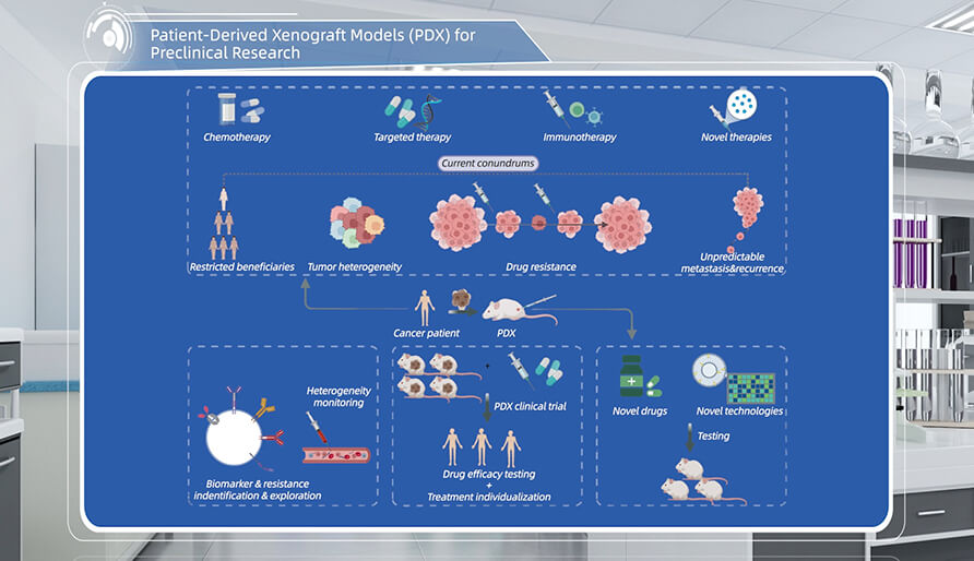 什么是临床前研究的PDX（人源肿瘤异种移植）模型？